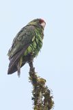 Red-fronted Parrot - Congopapegaai - Perroquet  calotte rouge