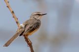 Pale Prinia - Bleke Prinia - Prinia ple