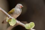 Green-winged Pytilia - Melba-astrild - Beaumarquet melba (f)