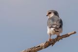 Pygmy Falcon - Afrikaanse Dwergvalk - Fauconnet dAfrique