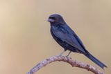 Fork-tailed Drongo - Fluweeldrongo - Drongo brillant