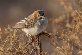Speckle-fronted Weaver - Schubkopwever - Sporopipe quadrill