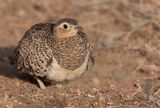 Black-faced Sandgrouse - Maskerzandhoen - Ganga  face noire (f)