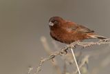 Chestnut Sparrow - Kastanjemus - Moineau dEmin (m)