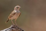Foxy Lark - Vosleeuwerik - Alouette abyssinienne
