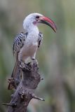 Northern Red-billed Hornbill - Roodsnaveltok - Calao  bec rouge