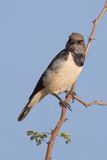 Magpie Starling - Spiegelspreeuw - Spro pie (f)