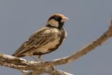 Fischers Sparrow-Lark - Bruinkapvinkleeuwerik - Moinelette de Fischer (m)
