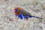 Purple Grenadier - Blauwbuikgranaatastrild - Cordonbleu violac (m)
