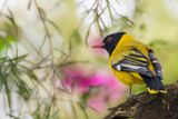 Mountain Oriole - Bergwielewaal - Loriot de Percival