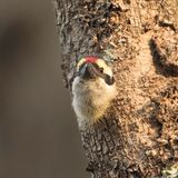 Red-fronted Barbet - Diadeembaardvogel - Barbican  diadme