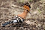 African Hoopoe - Afrikaanse Hop - Huppe dAfrique