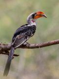 Jacksons Hornbill - Jacksons Tok - Calao de Jackson (m)