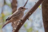 Brown-tailed Rock Chat - Bruinstaart - Traquet  queue brune
