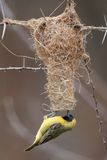 Little Weaver - Dwergmaskerwever - Tisserin minule (m)