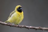 Little Weaver - Dwergmaskerwever - Tisserin minule (m)
