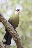 White-crested Turaco - Witkuiftoerako - Touraco  huppe blanche