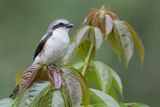 Mackinnons Shrike - Mackinnons Klauwier - Pie-griche de Mackinnon