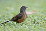White-tailed Ant Thrush - Witstaartlijster - Nocossyphe  queue blanche