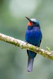 Blue-headed Bee-eater - Blauwkopbijeneter - Gupier  tte bleue