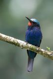Blue-headed Bee-eater - Blauwkopbijeneter - Gupier  tte bleue