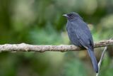 Northern Black Flycatcher - Senegalese Drongovliegenvanger - Gobemouche drongo