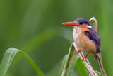 Malachite Kingfisher - Malachietijsvogel - Martin-pcheur hupp