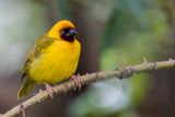 Northern Brown-throated Weaver - Rietwever - Tisserin  gorge noire (m)