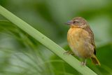 Northern Brown-throated Weaver - Rietwever - Tisserin  gorge noire (f)