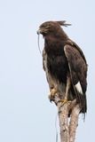 Long-crested Eagle - Afrikaanse Zwarte Kuifarend - Aigle huppard