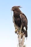 Long-crested Eagle - Afrikaanse Zwarte Kuifarend - Aigle huppard