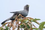 Eastern Plantain-eater - Bandstaartbananeneter - Touraco  queue barre