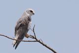 Black-winged Kite - Grijze Wouw - lanion blanc
