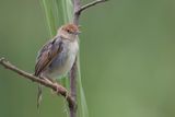 Carrutherss Cisticola - Papyrusgraszanger - Cisticole de Carruthers