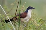 Blue-headed Coucal - Monniksspoorkoekoek - Coucal  nuque bleue