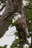 White-headed Barbet - Witkopbaardvogel - Barbican  tte blanche