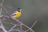 Golden-breasted Bunting - Acaciagors - Bruant  poitrine dore