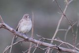 Yellow-spotted Bush Sparrow - Sahelrotsmus - Moineau  point jaune
