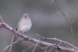 Yellow-spotted Bush Sparrow - Sahelrotsmus - Moineau  point jaune