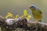 Golden-rumped Euphonia - Goudstuitorganist - Organiste dor (f)