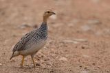 Coquie Francolin - Coquifrankolijn - Francolin coqui (m)
