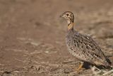 Coquie Francolin - Coquifrankolijn - Francolin coqui (f)