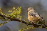 Grey Penduline Tit - Acaciakapokmees - Rmiz de Carol