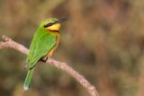 Little Bee-eater - Dwergbijeneter - Gupier nain