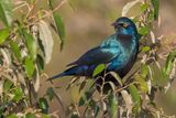 Greater Blue-eared Starling - Groenstaartglansspreeuw - Choucador  oreillons bleus
