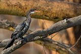 Reed Cormorant - Afrikaanse Dwergaalscholver - Cormoran africain