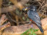 Giant Kingfisher - Afrikaanse Reuzenijsvogel - Martin-pcheur gant (f)