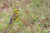 Yellow-crowned Canary - Geelkruinkanarie - Serin  calotte jaune