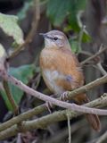 Cinnamon Bracken Warbler - Kaneelstruikzanger - Bouscarle cannelle