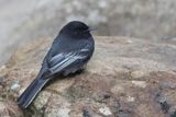 Black Phoebe - Zwarte Phoebe - Moucherolle noir